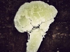 Cauliflower PFC
