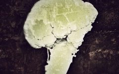 Unknown Cauliflower PFC